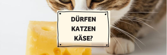 Dürfen Katzen Käse essen? Was du wirklich wissen solltest