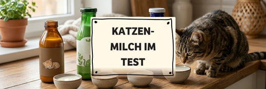 Katzenmilch im Test: Welche Milch ist wirklich gut für Katzen?