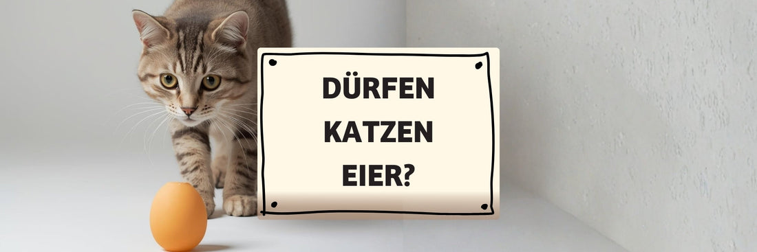 Dürfen Katzen Eier essen? Roh, gekocht oder lieber nicht?