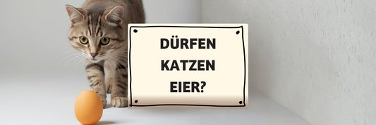 Dürfen Katzen Eier essen? Roh, gekocht oder lieber nicht?