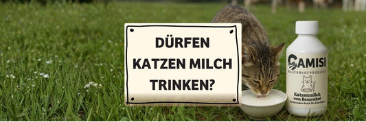 Dürfen Katzen Milch trinken?