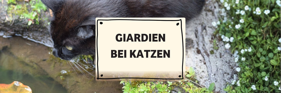 Giardien bei Katzen: Symptome, Behandlung & Vorbeugung