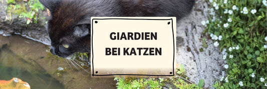 Giardien bei Katzen: Symptome, Behandlung & Vorbeugung