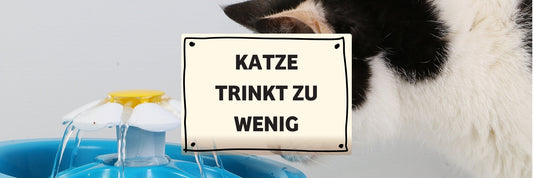 Trinkt deine Katze genug?