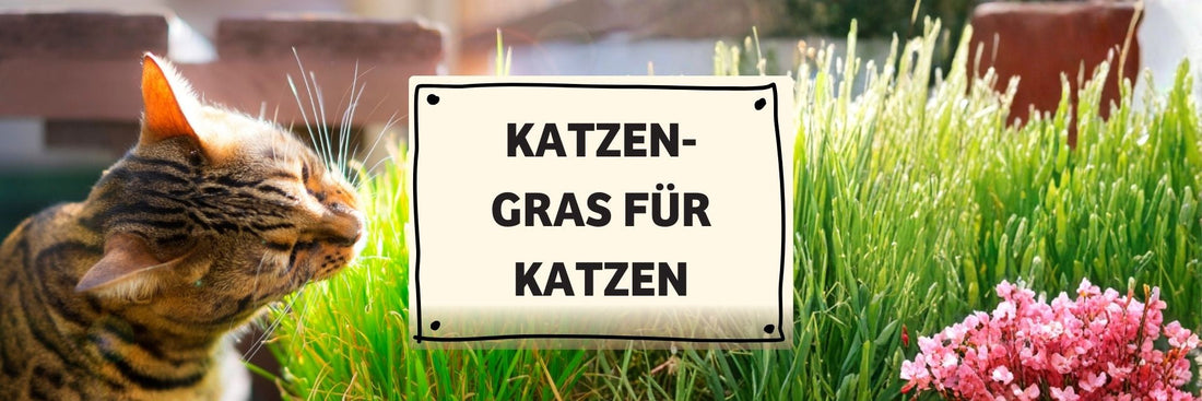 Katzengras: Warum Katzen es brauchen und welche Sorten wirklich geeignet sind