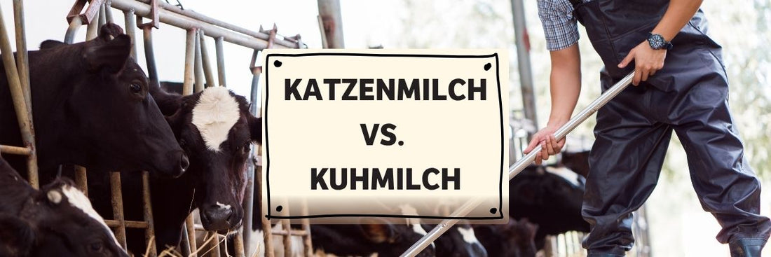 Katzenmilch vs. normale Kuhmilch - Was ist der Unterschied und was ist besser für dein Tier?