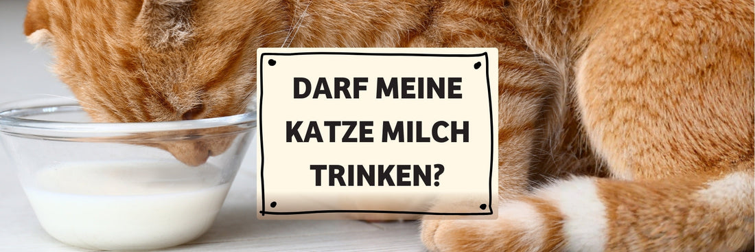 Darf meine Katze Milch trinken? Was wirklich hinter Laktoseintoleranz bei Katzen steckt