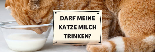 Darf meine Katze Milch trinken? Was wirklich hinter Laktoseintoleranz bei Katzen steckt
