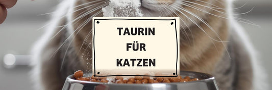 Taurin bei Katzen – warum es lebenswichtig ist & wie du Mängel vermeidest
